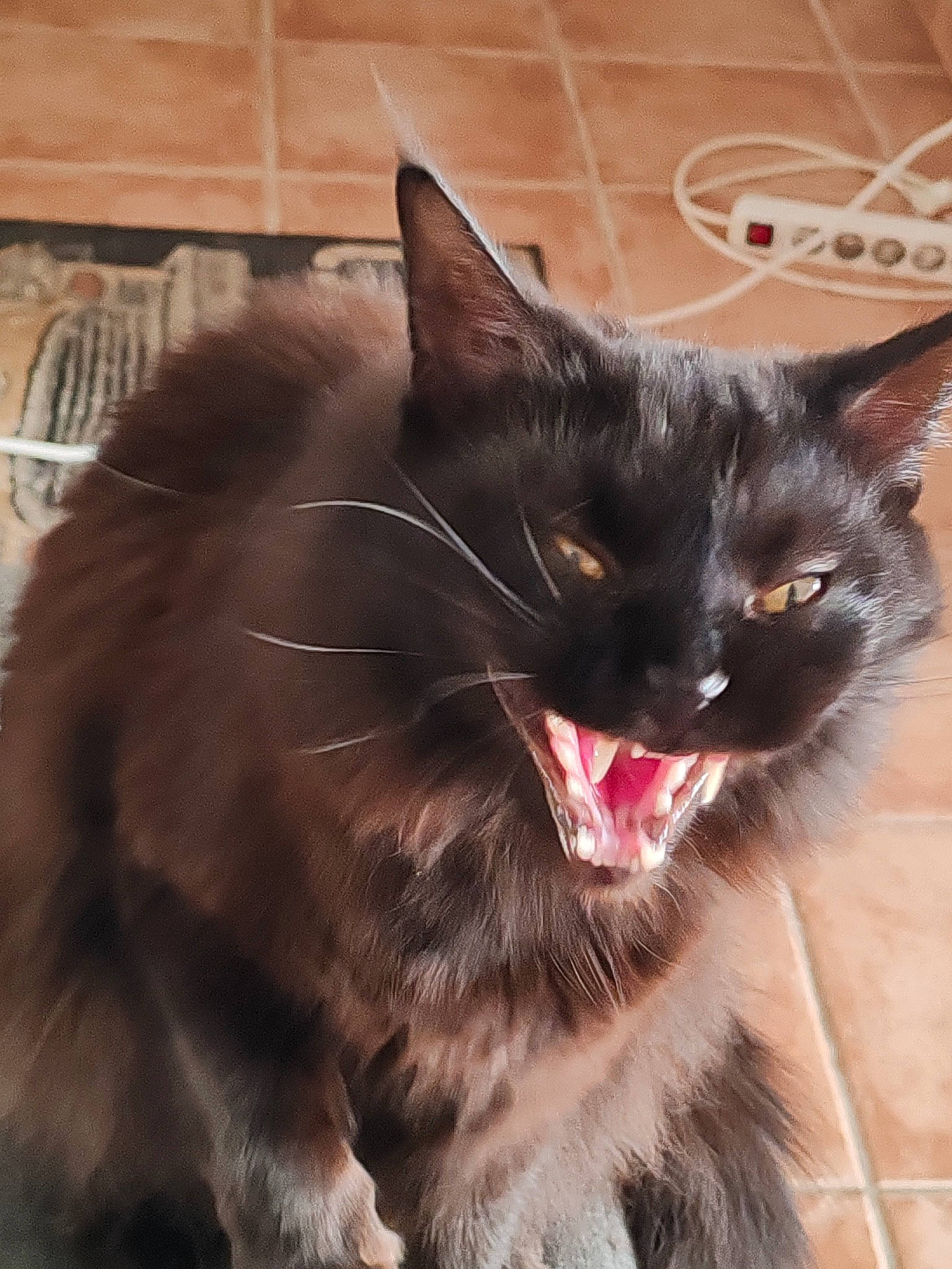 Tirelire participe au concours pour gagner de l'argent avec cette photo : black_cat, bombay, carnivore, cat, claw, domestic_short_haired_cat, eye, fang, felidae, fur, iris, paw, roar, small_to_medium_sized_cats, snout, tail, terrestrial_animal, whiskers, window, yawn