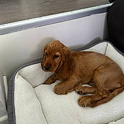 Aliby participe au concours pour gagner de l'argent avec cette photo : dog, puppy, bed, pet, indoor, brown, fluffy, resting, cute, animal, canine, fur, relaxing, cozy, young, sleepy, domestic, paw, side_view, soft