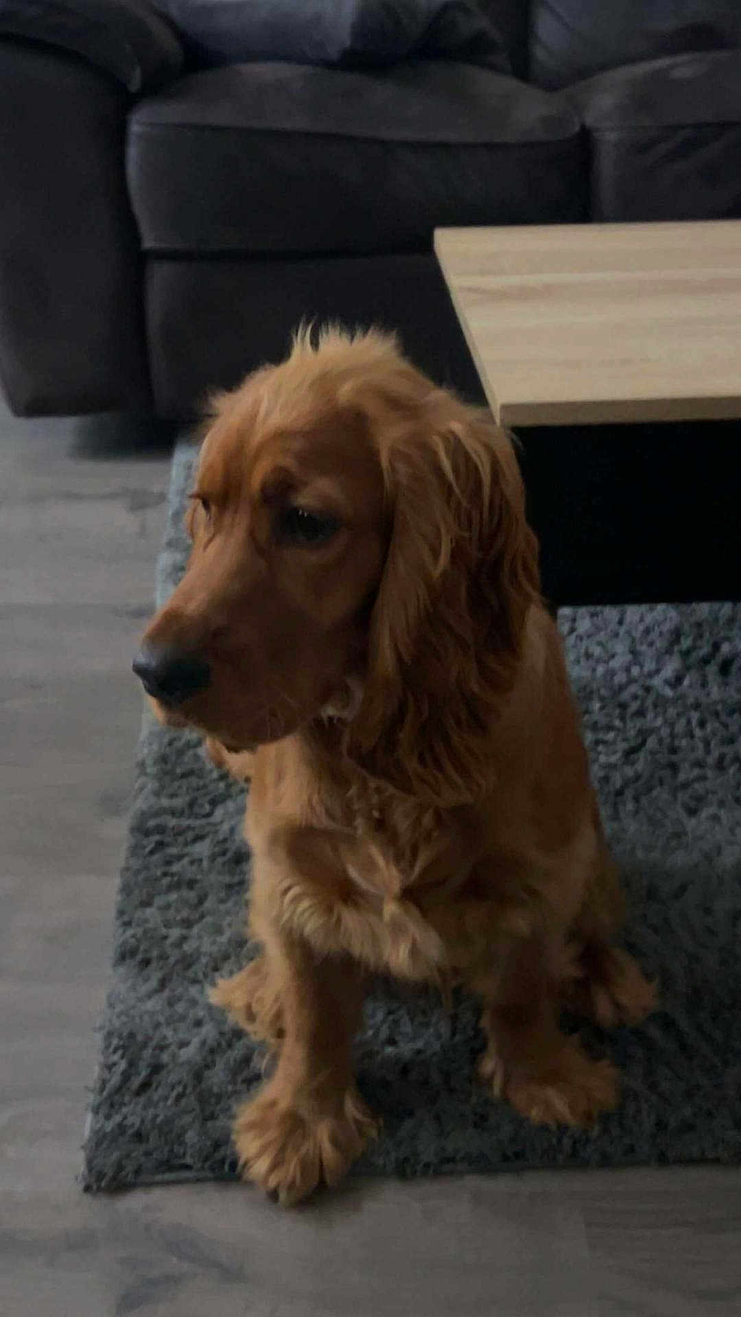 Aliby participe au concours pour gagner de l'argent avec cette photo : dog, golden_retriever, pet, indoor, rug, carpet, coffee_table, sofa, furniture, living_room, brown, fluffy, cute, sitting, animal, canine, floor, calm, companionship, domestic