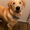 Bandit is registered to the contest to win money with this photo: dog, golden, bow_tie, pet, indoor, wooden_floor, curious, standing, looking_up, animal, canine, companion, domestic, cute, friendly, fur, ears, flooring, portrait, expression