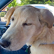 Bandit is registered to the contest to win money with this photo: dog, car, passenger_seat, wink, light_brown, collar, seat, blanket, window, trees, sunny, outdoor, vehicle, pet, canine, domestic_animal, side_view, close_up, relaxed, animal