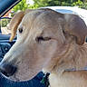 dog, car, passenger_seat, wink, light_brown, collar, seat, blanket, window, trees, sunny, outdoor, vehicle, pet, canine, domestic_animal, side_view, close_up, relaxed, animal