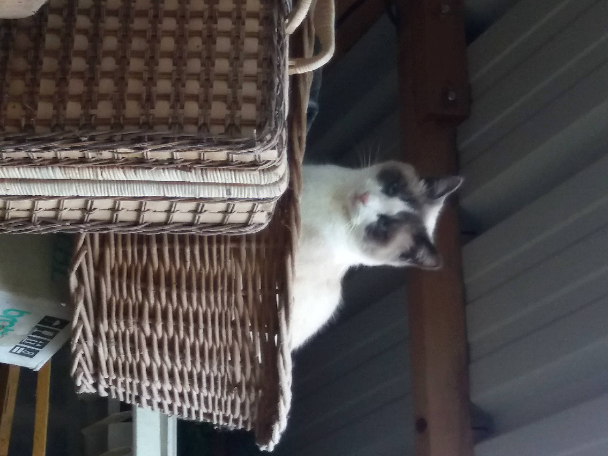 Helia a rejoint le concours — aidez-le/la à gagner de superbes lots ! animal_shelter, balinese, basket, carnivore, cat, cat_supply, domestic_short_haired_cat, felidae, fur, mesh, metal, pet_supply, siamese, small_to_medium_sized_cats, storage_basket, tail, thai, whiskers, wicker, wood