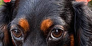 Millicent is registered to the contest to win money with this photo: dog, close_up, flower_crown, black_dog, brown_markings, pet, animal, portrait, outdoor, nature, cute, fur, ears, snout, eyes, head, colorful, orange_flowers, soft_light, adorable