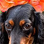 dog, close_up, flower_crown, black_dog, brown_markings, pet, animal, portrait, outdoor, nature, cute, fur, ears, snout, eyes, head, colorful, orange_flowers, soft_light, adorable