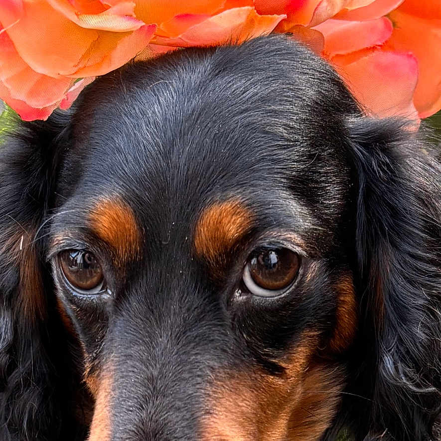 Millicent is registered to the contest to win money with this photo: adorable, animal, black_dog, brown_markings, close_up, colorful, cute, dog, ears, eyes, flower_crown, fur, head, nature, orange_flowers, outdoor, pet, portrait, snout, soft_light