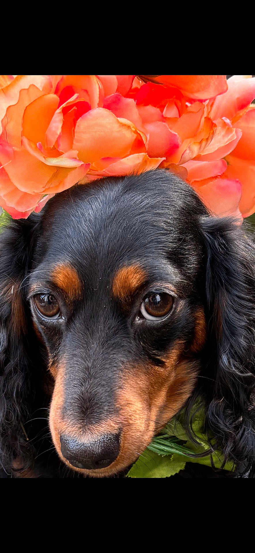 Millicent is registered to the contest to win money with this photo: dog, close_up, flower_crown, black_dog, brown_markings, pet, animal, portrait, outdoor, nature, cute, fur, ears, snout, eyes, head, colorful, orange_flowers, soft_light, adorable