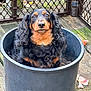 Millicent is registered to the contest to win money with this photo: dog, plant_pot, wooden_deck, fence, outdoor, pet, black, brown, tan, curly_hair, canine, sitting, looking_up, calm, leaves, metal_fence, container, close_up, daylight, nature