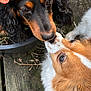 Millicent joined the competition — help win amazing prizes! dog, two_dogs, flower_crown, black_dog, brown_dog, nose_touching, close_up, outdoor, wooden_floor, pet, animal, cute, friendship, fur, ears, whiskers, plant_pot, nature, playful, affection