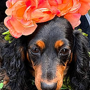 Millicent is registered to the contest to win money with this photo: dog, black_dog, flower_crown, orange_flowers, pot, wooden_floor, close_up, outdoor, pet, cute, portrait, animal, nature, plant, decorative, fur, brown_eyes, adorable, small_dog, curly_fur