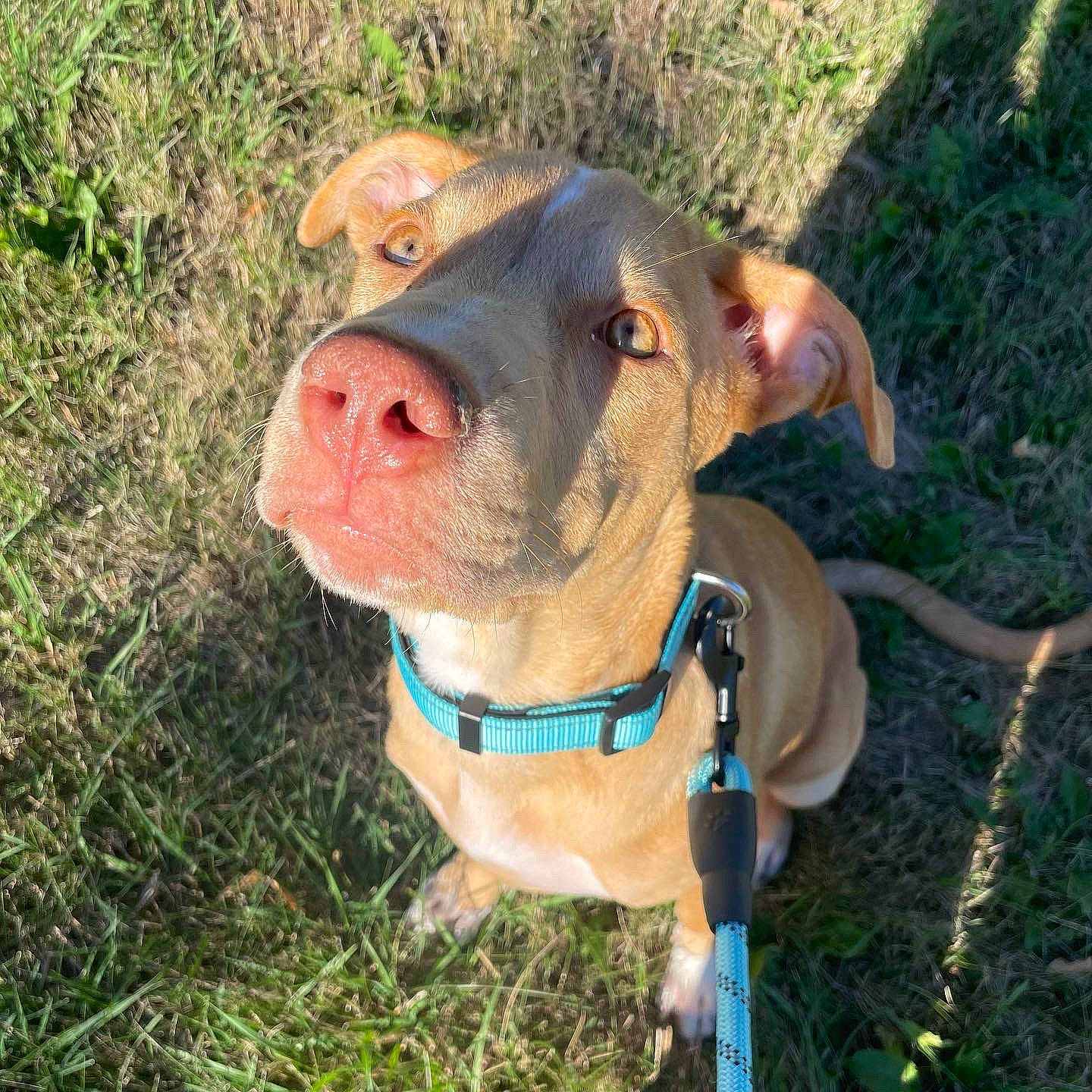 Nala is registered to the contest to win money with this photo: canidae, carnivore, collar, companion_dog, dog, dog_breed, dog_collar, fawn, grass, liver, molosser, non_sporting_group, pet_supply, plant, snout, sporting_group, terrestrial_animal, whiskers, working_animal, wrinkle