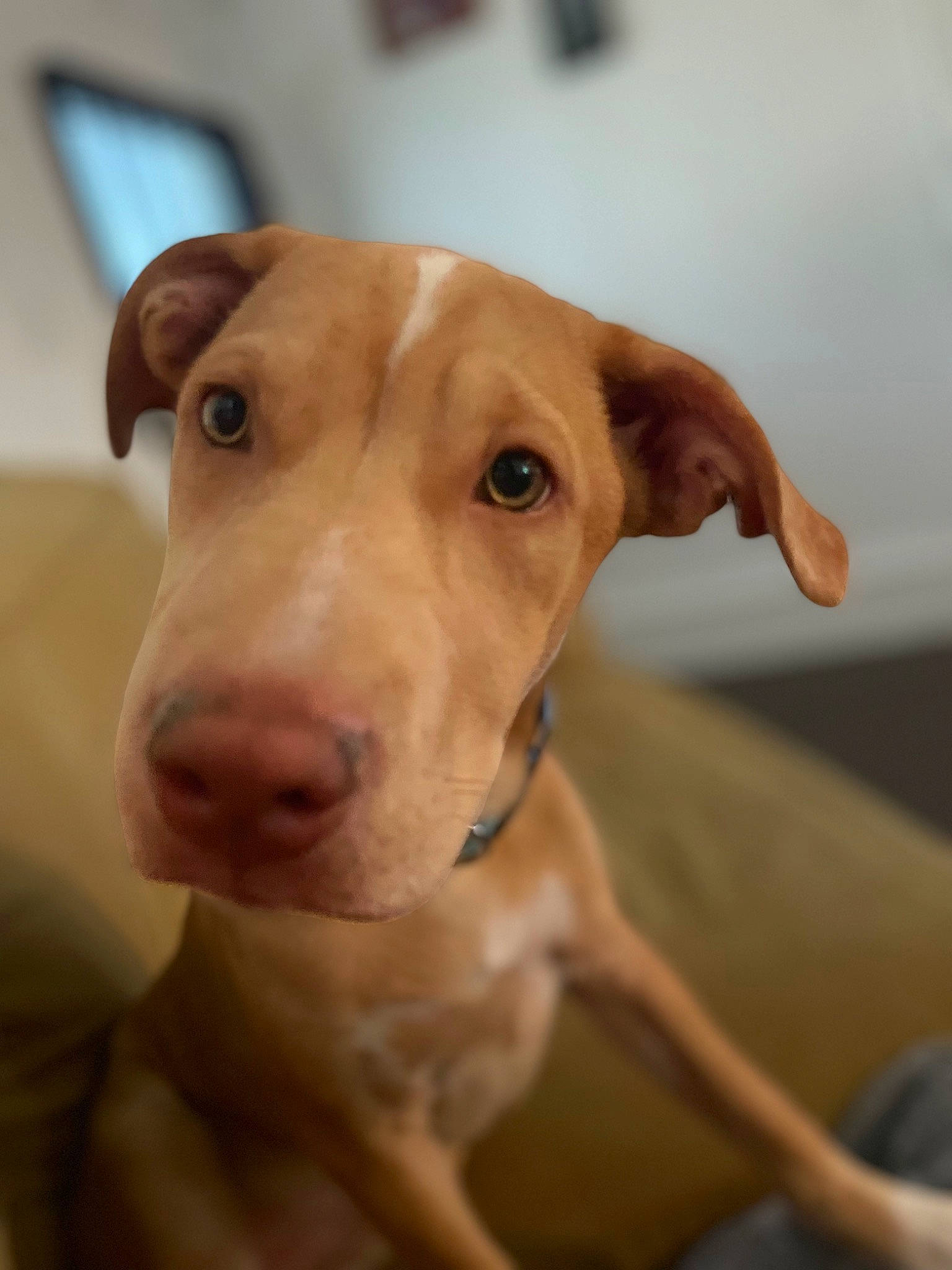 Nala is registered to the contest to win money with this photo: canidae, carnivore, collar, companion_dog, dog, dog_breed, dog_supply, ear, eye, fawn, fur, head, hunting_dog, liver, pet_supply, snout, sporting_group, whiskers, wood, working_animal