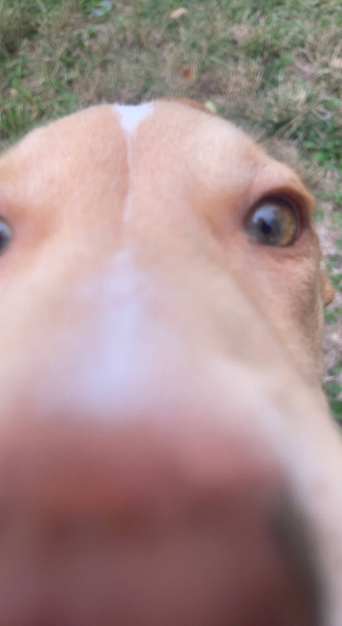 Nala is registered to the contest to win money with this photo: canidae, carnivore, close_up, companion_dog, dog, dog_breed, fawn, fur, grass, liver, livestock, non_sporting_group, pasture, snout, sporting_group, suidae, terrestrial_animal, whiskers, wildlife, working_animal