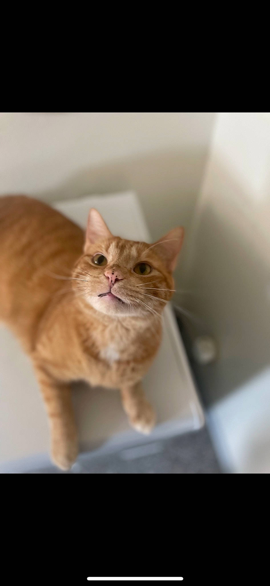 Sam joined the competition — help win amazing prizes! carnivore, cat, domestic_short_haired_cat, ear, fawn, felidae, fur, paw, sitting, small_to_medium_sized_cats, snout, tail, terrestrial_animal, whiskers, wildlife, window, wood