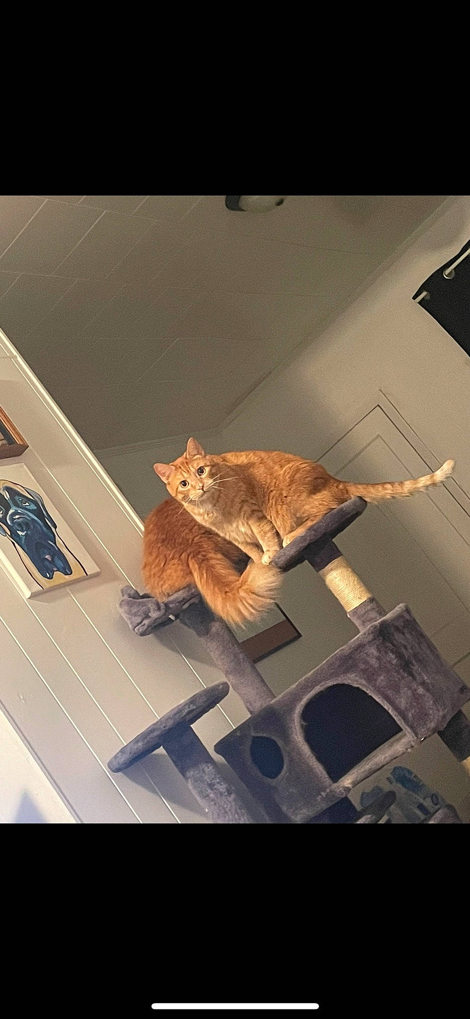 Sam joined the competition — help win amazing prizes! art, carnivore, cat, ceiling, domestic_short_haired_cat, fawn, felidae, flooring, flowerpot, fur, hardwood, metal, plywood, room, small_to_medium_sized_cats, tail, terrestrial_animal, whiskers, window, wood