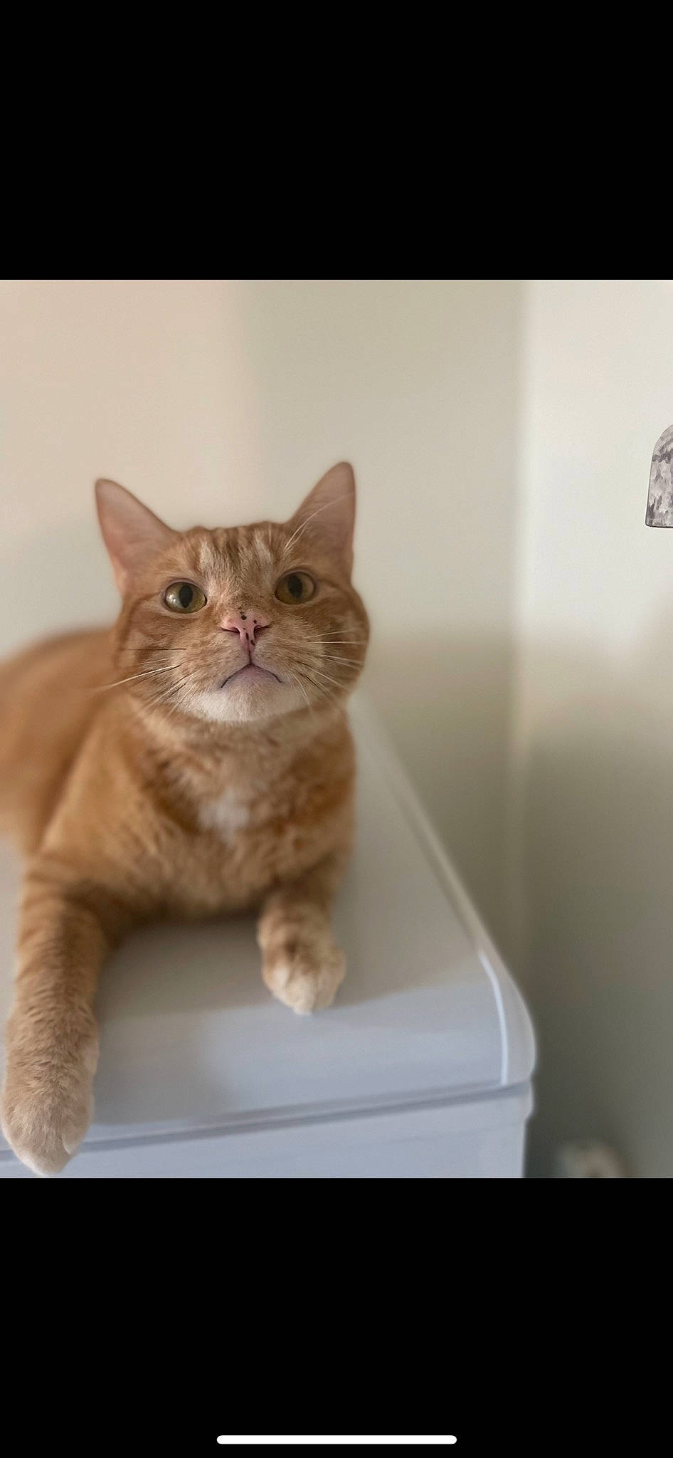 Sam joined the competition — help win amazing prizes! carnivore, cat, cat_supply, comfort, domestic_short_haired_cat, fawn, felidae, fur, paw, pet_supply, rectangle, sitting, small_to_medium_sized_cats, snout, tail, whiskers, wood