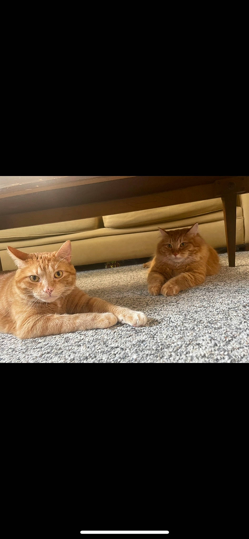 Sam joined the competition — help win amazing prizes! brown, carnivore, cat, comfort, domestic_short_haired_cat, fawn, felidae, flooring, fur, paw, rectangle, sitting, small_to_medium_sized_cats, snout, tail, tints_and_shades, vertebrate, whiskers, window, wood