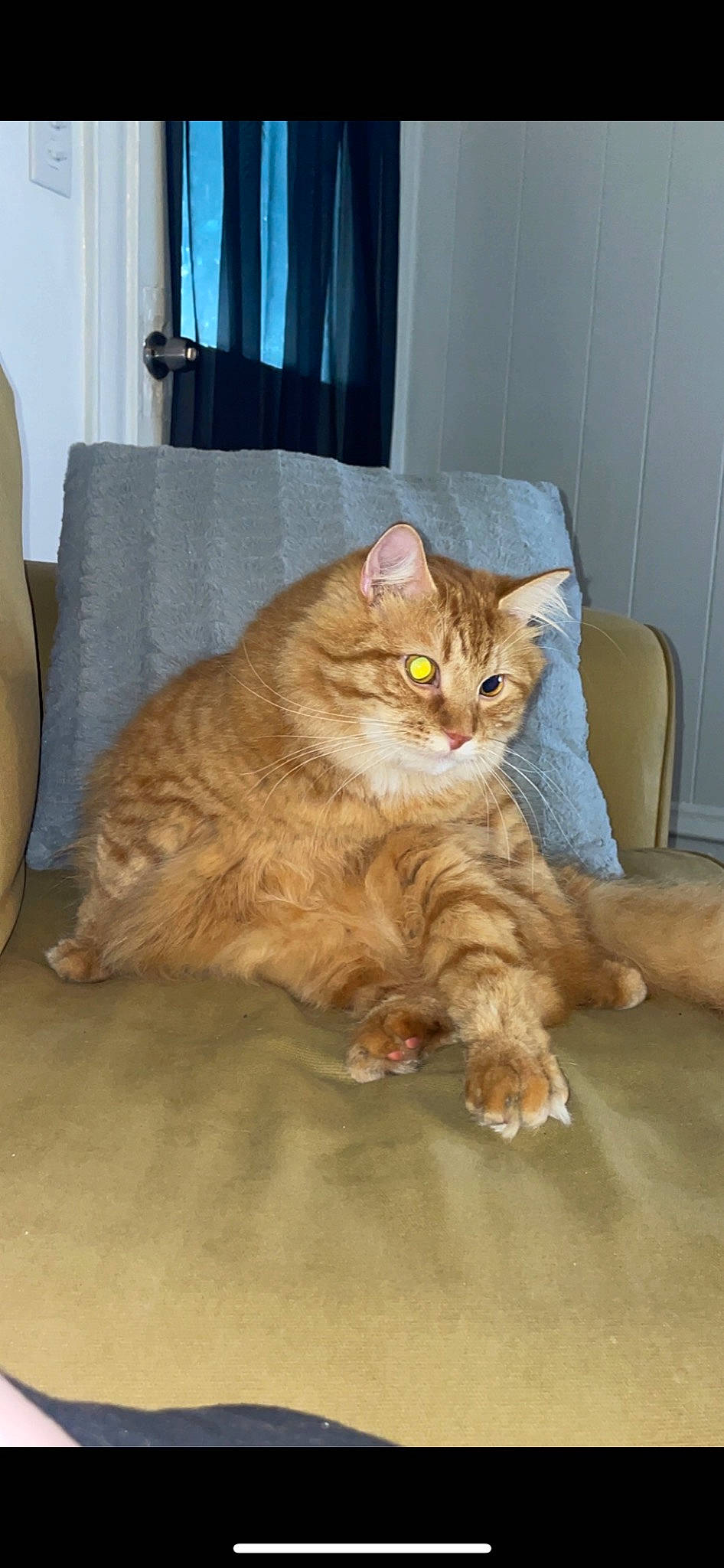 Keith joined the competition — help win amazing prizes! carnivore, cat, chair, comfort, couch, domestic_short_haired_cat, eye, fawn, felidae, floor, flooring, fur, hardwood, paw, small_to_medium_sized_cats, snout, tail, whiskers, window, wood