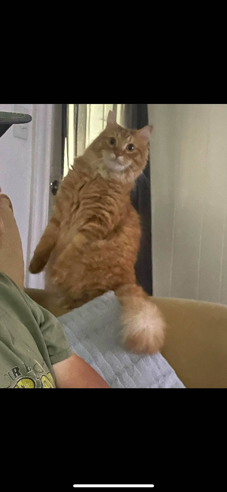 Keith is registered to the contest to win money with this photo: carnivore, cat, chair, claw, comfort, domestic_short_haired_cat, fawn, felidae, fur, gesture, human_leg, paw, room, sitting, small_to_medium_sized_cats, snout, tail, whiskers, window, wood