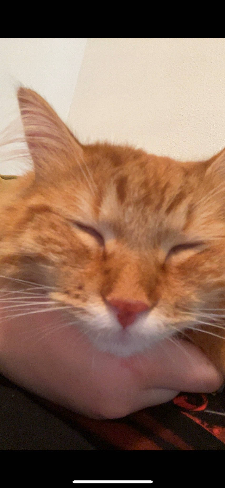 Keith is registered to the contest to win money with this photo: carnivore, cat, comfort, domestic_short_haired_cat, ear, eye, felidae, fur, gesture, iris, paw, small_to_medium_sized_cats, snout, terrestrial_animal, whiskers