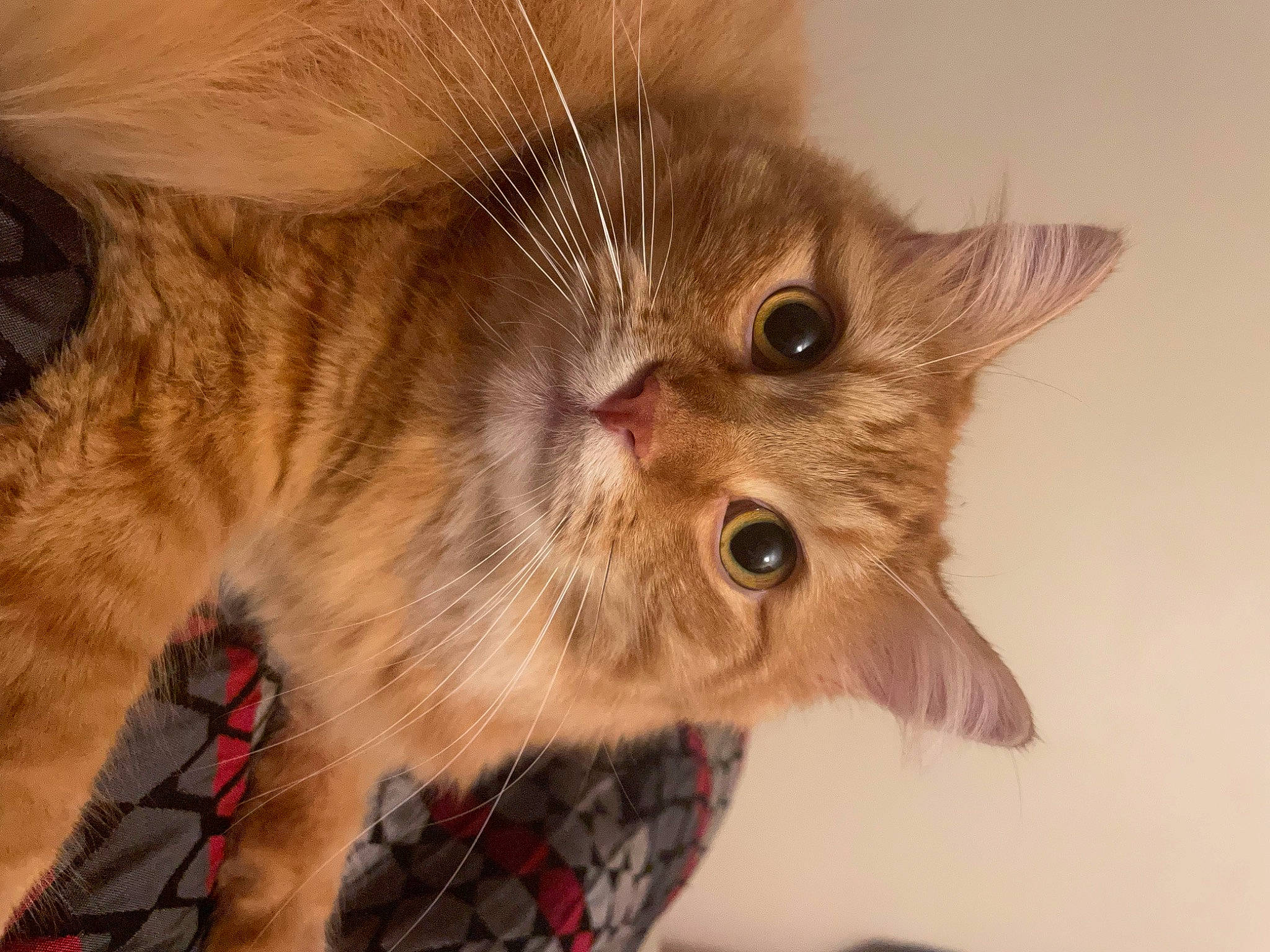 Keith joined the competition — help win amazing prizes! carnivore, cat, claw, domestic_short_haired_cat, ear, fawn, felidae, fur, pattern, paw, plaid, small_to_medium_sized_cats, snout, tartan, terrestrial_animal, whiskers