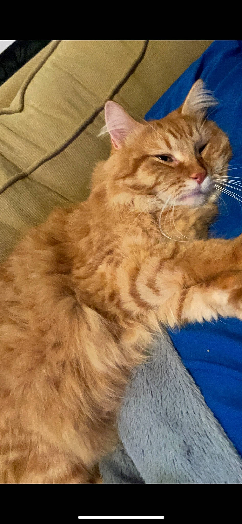 Keith joined the competition — help win amazing prizes! carnivore, cat, claw, domestic_short_haired_cat, electric_blue, fawn, felidae, fur, iris, maine_coon, paw, small_to_medium_sized_cats, snout, tail, terrestrial_animal, whiskers