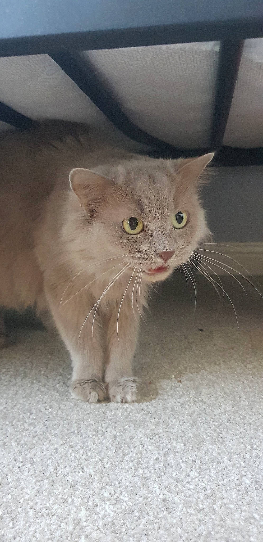 Abbi Darby joined the competition — help win amazing prizes! american_curl, asian_semi_longhair, british_semi_longhair, burmilla, carnivore, cat, domestic_long_haired_cat, domestic_short_haired_cat, eye, fawn, felidae, kitten, mammal, nebelung, persian, polydactyl_cat, small_to_medium_sized_cats, snout, vertebrate, whiskers