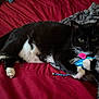 cat, black_and_white_cat, toy, blue_toy, pink_fin, red_blanket, gray_blanket, indoor, pet, animal, feline, claw, paw, whiskers, relaxed, laying_down, cozy, domestic_cat, fur, cute