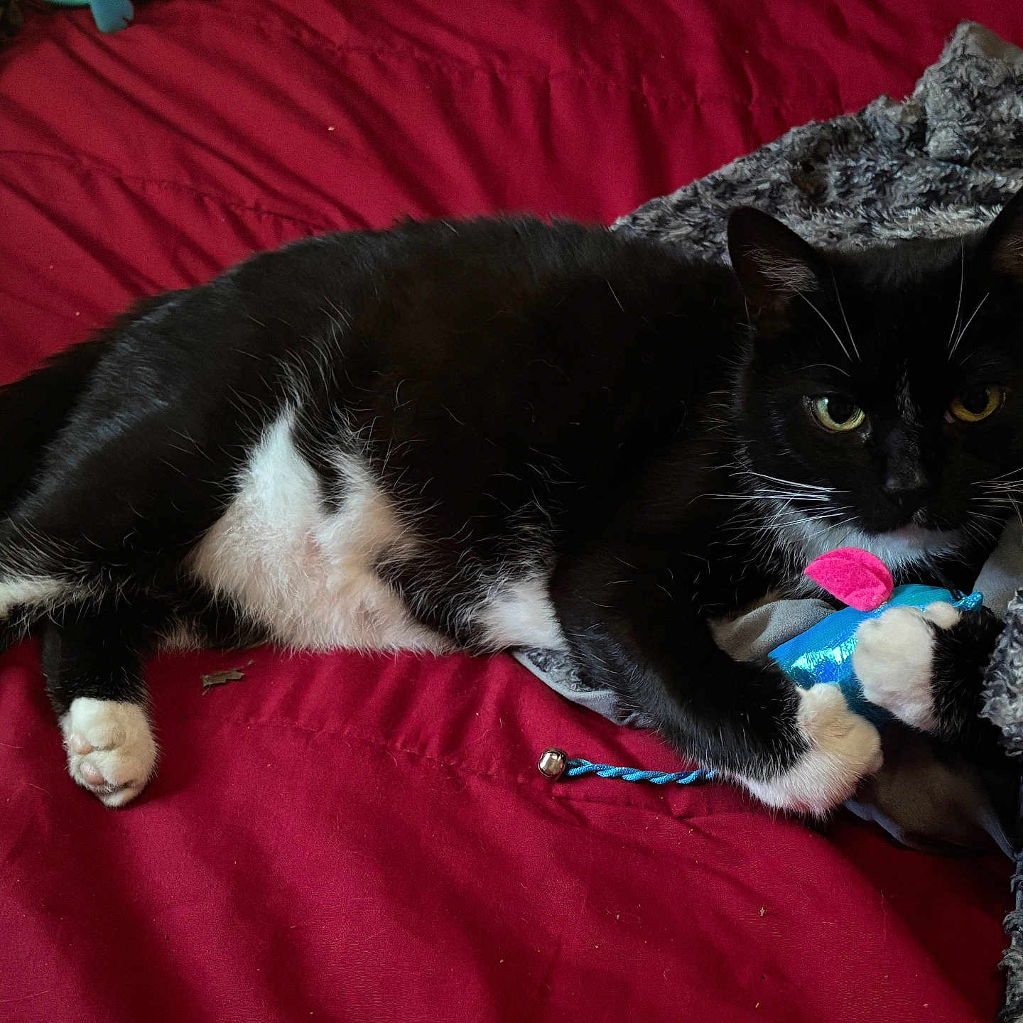 Lucky is registered to the contest to win money with this photo: animal, black_and_white_cat, blue_toy, cat, claw, cozy, cute, domestic_cat, feline, fur, gray_blanket, indoor, laying_down, paw, pet, pink_fin, red_blanket, relaxed, toy, whiskers