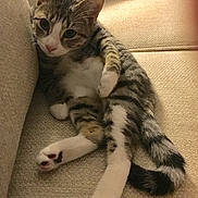 Zoe is registered to the contest to win money with this photo: cat, closeup, couch, cute, fur, indoor, kitten, lying_down, paw, pet, pillow, plaid_blanket, relaxing, sofa, sunflower_pillow, tabby, tail, upholstery, whiskers, white_paws