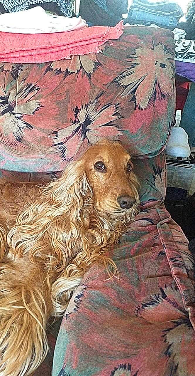 Moy a rejoint le concours — aidez-le/la à gagner de superbes lots ! art, canidae, carnivore, companion_dog, dog, dog_breed, drawing, fawn, fur, liver, painting, spaniel, sporting_group, toy_dog, visual_arts, working_animal