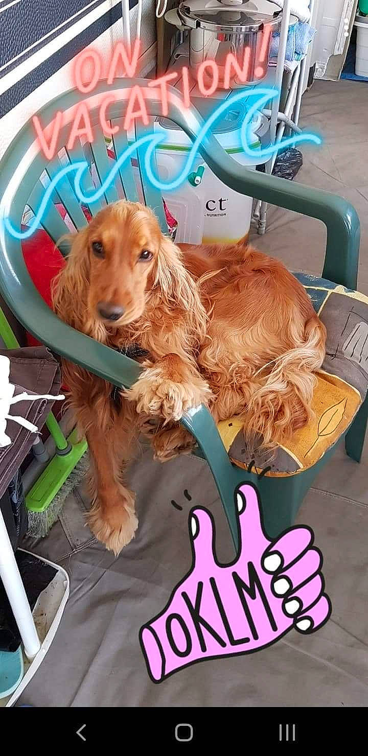 Moy participe au concours pour gagner de l'argent avec cette photo : advertising, bowl, canidae, car_seat, car_seat_cover, carnivore, collar, companion_dog, dog, dog_breed, dog_supply, door, fur, gun_dog, liver, photo_caption, spaniel, sporting_group, vehicle_door, working_animal