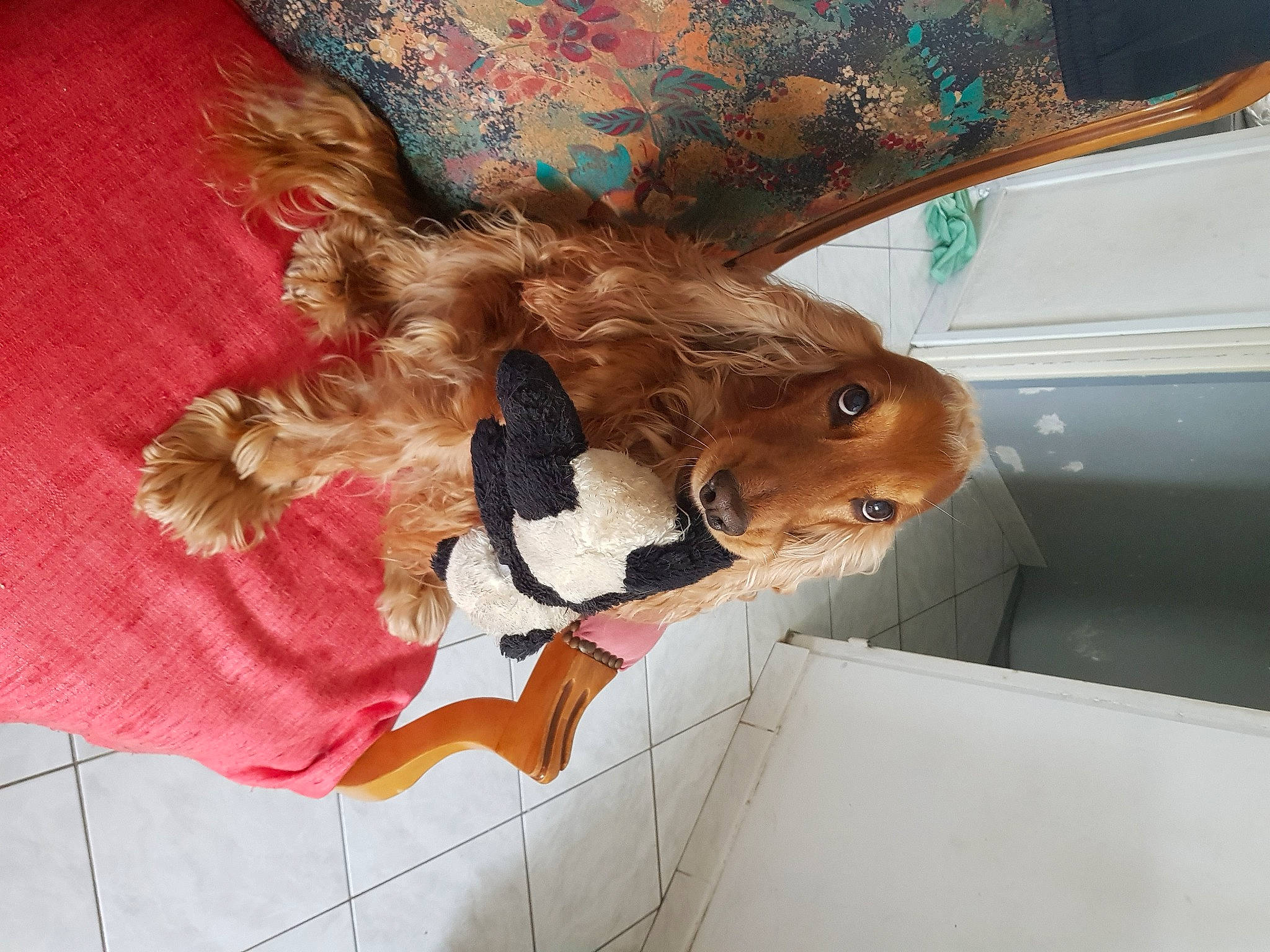 Moy participe au concours pour gagner de l'argent avec cette photo : art, canidae, car, companion_dog, doll, fawn, feather, felidae, fur, linens, liver, pattern, plush, stuffed_toy, tail, toy, tree, visual_arts, whiskers, wood