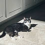 cat, tuxedo_cat, sunlight, tile_floor, indoor, relaxing, pet, animal, black_and_white, whiskers, ears, paws, shadow, cabinet, flooring, domestic_cat, laying_down, bright_light, quiet, home
