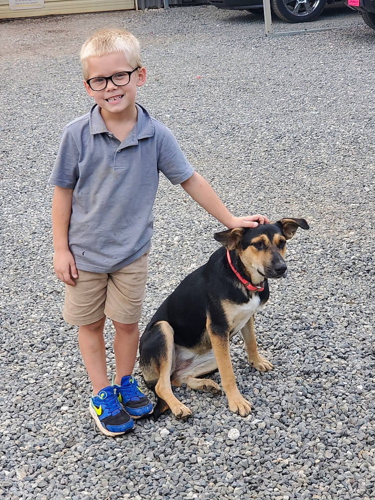 Blake joined the competition — help win amazing prizes! canidae, carnivore, companion_dog, dog, dog_breed, fawn, joy, leash, mammal, obedience_training, person, rare_breed_dog, snout, sporting_group, street_dog, vacation, vertebrate, walking, working_dog