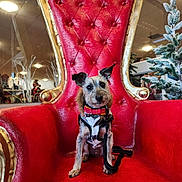 Seymore joined the competition — help win amazing prizes! dog, pet, red_chair, throne, indoor, furniture, decor, leash, bow_tie, canine, seated, portrait, frosted_plants, lighting, ears_up, looking_at_camera, fur, small_dog, animal, cute