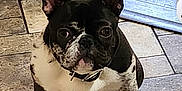 Boomer is registered to the contest to win money with this photo: french_bulldog, puppy, dog, black_and_white, tile_floor, tricycle, wheel, indoor, pet, animal, cute, ears, sitting, looking_up, collar, floor_tiles, playful, young_dog, companion, curious