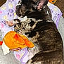 dog, french_bulldog, sleeping, blanket, plush_toy, purple, orange, brown, black, white, paw_print, floor, cozy, cute, pet, indoor, resting, animal, fur, ears
