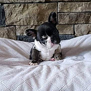 Boomer joined the competition — help win amazing prizes! puppy, dog, black_and_white, small_dog, cute, pet, animal, indoor, blanket, stone_wall, texture, fur, ears, sitting, head_tilt, young, domestic_animal, adorable, companion, resting