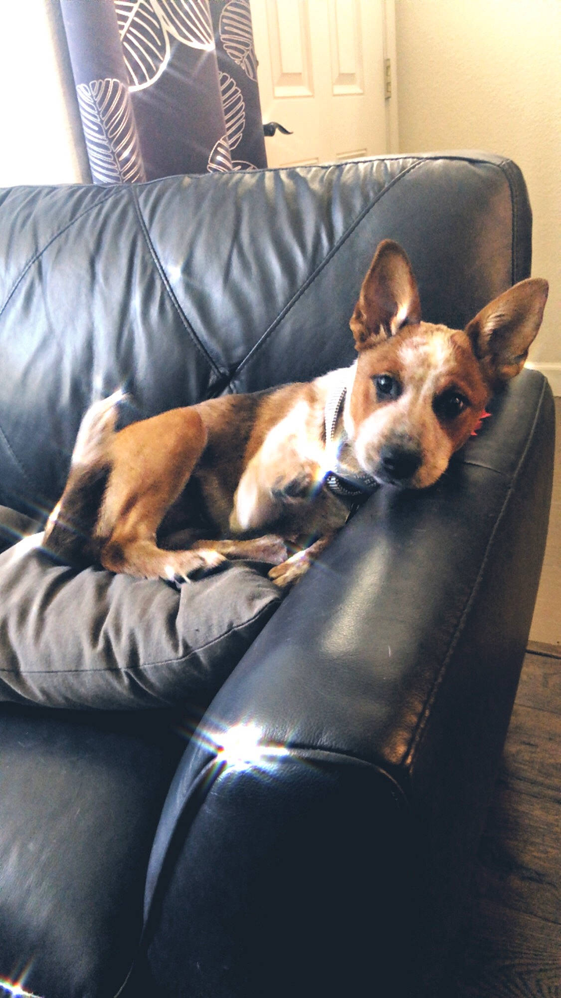 Foxy Roxy joined the competition — help win amazing prizes! basenji, canidae, cardigan_welsh_corgi, carnivore, carolina_dog, chair, comfort, companion_dog, couch, dog, dog_breed, ear, fawn, furniture, mammal, pembroke_welsh_corgi, snout, vertebrate, welsh_corgi