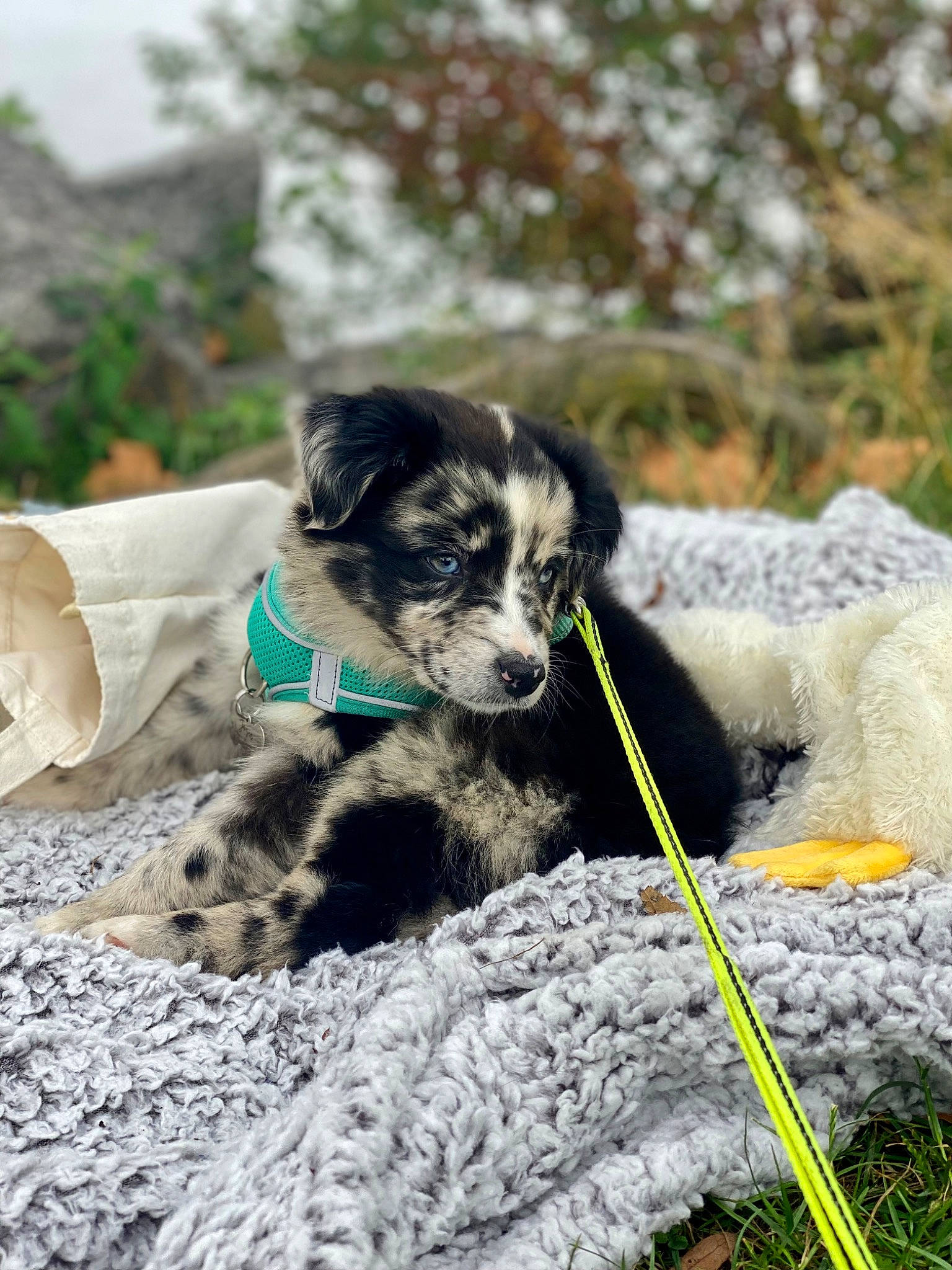 Josie is registered to the contest to win money with this photo: canidae, carnivore, companion_dog, dog, dog_breed, dog_collar, fur, grass, herding_dog, leash, plant, puppy, rock, snout, soil, sporting_group, terrier, vertebrate, whiskers, working_animal