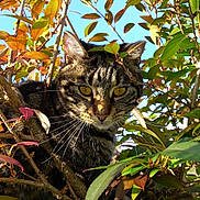 Tank is registered to the contest to win money with this photo: cat, tabby_cat, animal, pet, feline, leaves, tree, branches, sky, outdoor, nature, whiskers, yellow_eyes, ears, fur, sunlight, shadows, close_up, portrait, climbing