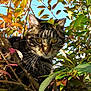 cat, tabby_cat, animal, pet, feline, leaves, tree, branches, sky, outdoor, nature, whiskers, yellow_eyes, ears, fur, sunlight, shadows, close_up, portrait, climbing
