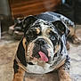 dog, bulldog, english_bulldog, tongue_out, heterochromia, blue_eye, brown_eye, pet, portrait, close_up, floor, indoor, paws, wrinkled_skin, short_muzzle, funny_face, shoes, marbled_coat, black_white_brown, adorable