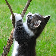 Peanut joined the competition — help win amazing prizes! black_and_white, branch, cat, climbing, closeup, curious, ear, eye, feline, fur, grass, greenery, kitten, nature, outdoor, paws, playful, portrait, whiskers, young