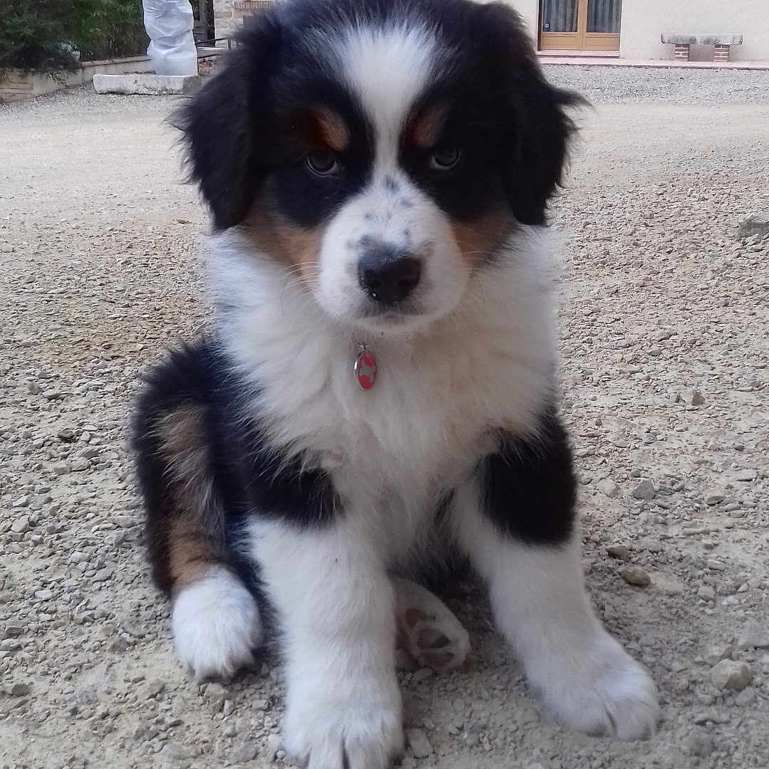 Neva participe au concours pour gagner de l'argent avec cette photo : animal, architecture, building, canine, city, dog, face, head, housing, neighborhood, outdoors, person, pet, puppy, road, rock, shelter, soil, street, urban