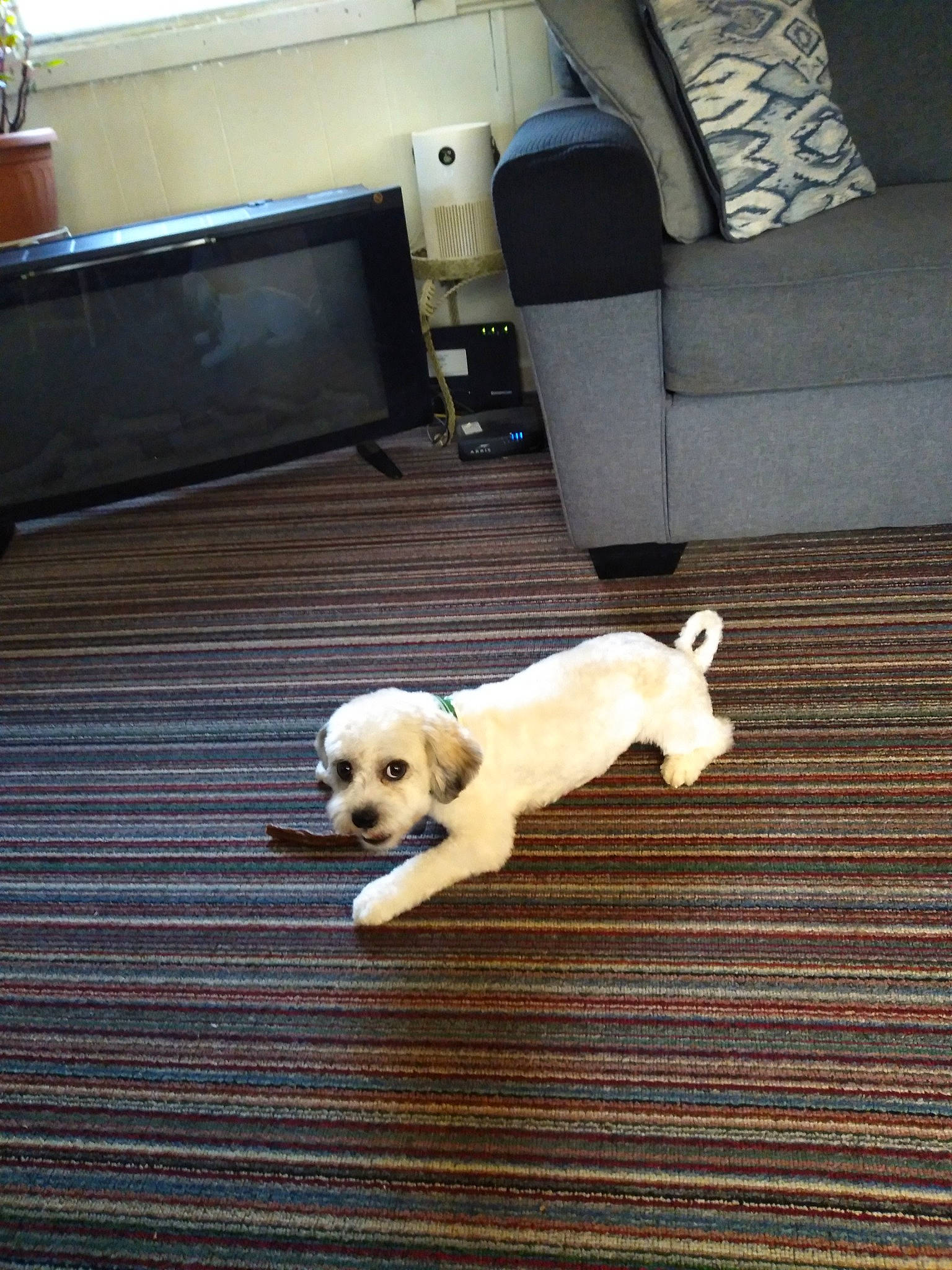 Kobe joined the competition — help win amazing prizes! carnivore, chair, comfort, companion_dog, couch, dog, dog_breed, fawn, floor, flooring, hardwood, laminate_flooring, mammal, pet_supply, retriever, snout, sporting_group, tail, wood, working_animal