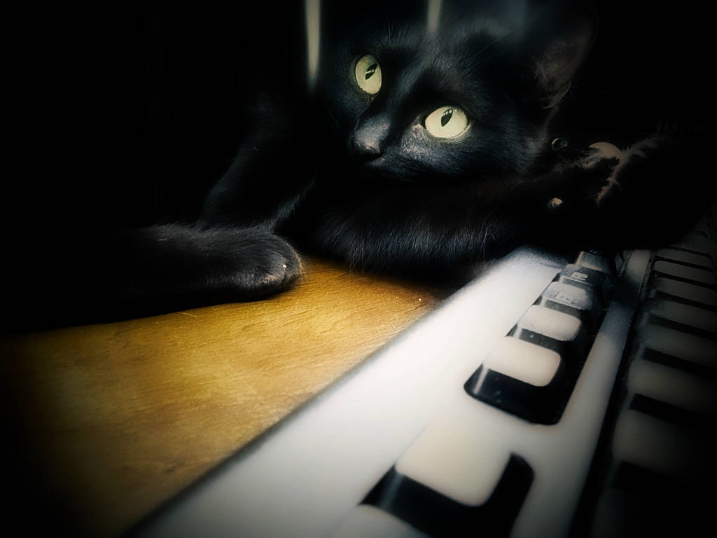 Nikkie participe au concours pour gagner de l'argent avec cette photo : asian, black, black_cat, bombay, carnivore, cat, cloud, darkness, eye, felidae, floor, fur, hand, kitten, night, paw, polydactyl_cat, small_to_medium_sized_cats, snout, whiskers