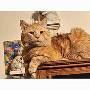 Simba is registered to the contest to win money with this photo: cat, orange_cat, pet, feline, indoor, fur, whiskers, paw, eyes, portrait, wooden_shelf, furniture, ornament, ceramic_statue, colorful_painting, wall, cozy, relaxed, close_up, home_interior