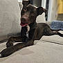 dog, black_dog, pet, indoor, couch, furniture, relaxing, laying_down, head_tilt, curious, friendly, white_patch, canine, domestic_animal, living_room, soft_furniture, blurred_background, animal, companion, household_pet